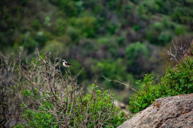 Güzel bir kuş bir ağaç dalında oturur. Siyah beyaz renkli küçük bir kuş