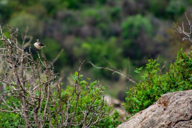 Güzel bir kuş bir ağaç dalında oturur. Siyah beyaz renkli küçük bir kuş