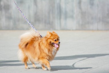 Küçük tüylü köpek. Parktaki kırmızı köpek.