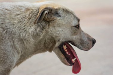 Big dog walks with his tongue hanging out. Dog tongue