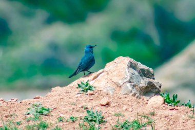 Mavi kuş yere yattı. Monticola solitarius çok güzel bir kuştur.