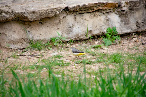 Beautiful Bird Yellow White Colors — Fotografia de Stock