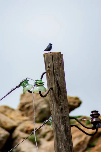 Lonely Blue Bird Monticola Solitarius Wooden Pillar — стоковое фото