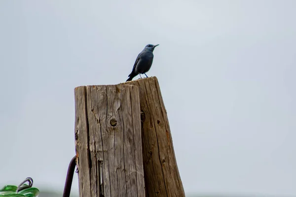 Lonely Blue Bird Monticola Solitarius Wooden Pillar —  Fotos de Stock