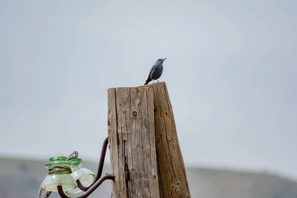 Lonely Blue Bird Monticola Solitarius Wooden Pillar — Fotografia de Stock