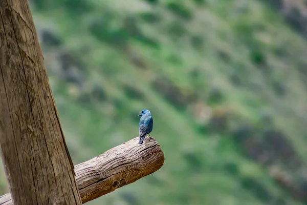 Lonely Blue Bird Monticola Solitarius Wooden Pillar — Stock fotografie