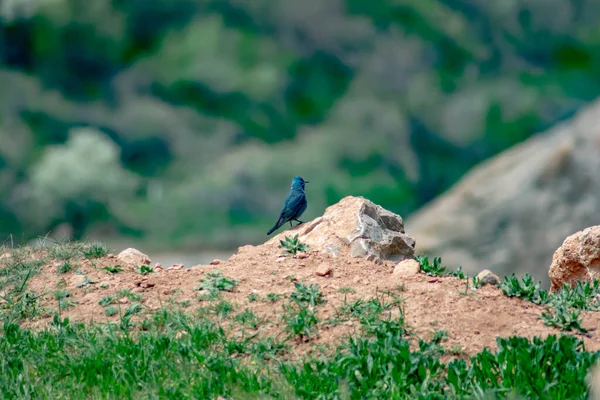 Mavi kuş yere yattı. Monticola solitarius çok güzel bir kuştur.