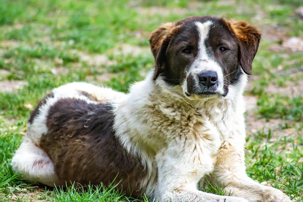 Beautiful Dog Black White Shades Big Dog Portrait — Foto de Stock