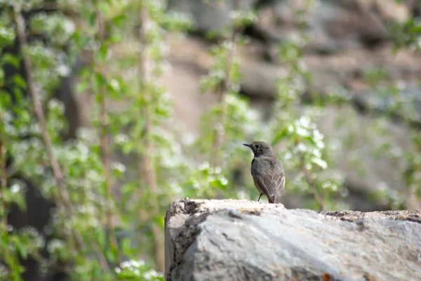 Phoenicurus Ochruros Bird Gray Feathers Red Tail Sits Stone — Fotografia de Stock