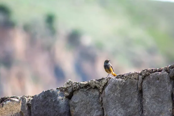 Phoenicurus Ochruros Bird Gray Feathers Red Tail Sits Stone — Stock fotografie