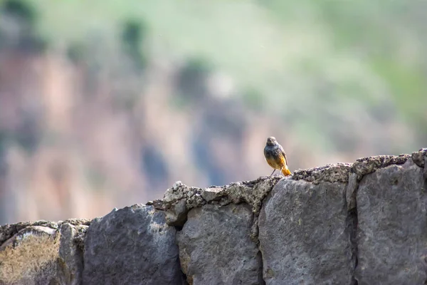 Phoenicurus Ochruros Bird Gray Feathers Red Tail Sits Stone — Stock fotografie