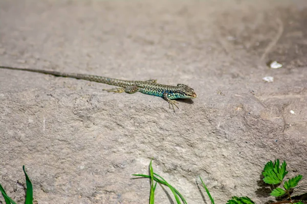 Lagarto Piedra Darevskia Raddei Reptil Con Colores Únicos Sienta Una —  Fotos de Stock