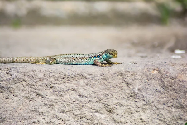 Lagarto Piedra Darevskia Raddei Reptil Con Colores Únicos Sienta Una —  Fotos de Stock