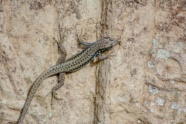 Lagarto Piedra Darevskia Raddei Reptil Con Colores Únicos Sienta Una —  Fotos de Stock