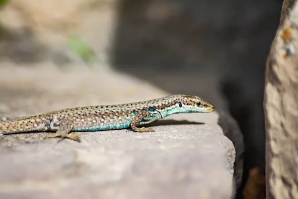 Lagarto Piedra Darevskia Raddei Reptil Con Colores Únicos Sienta Una —  Fotos de Stock