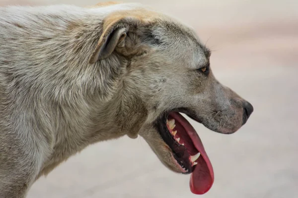 Grote Hond Loopt Met Zijn Tong Uit Hondentong — Stockfoto