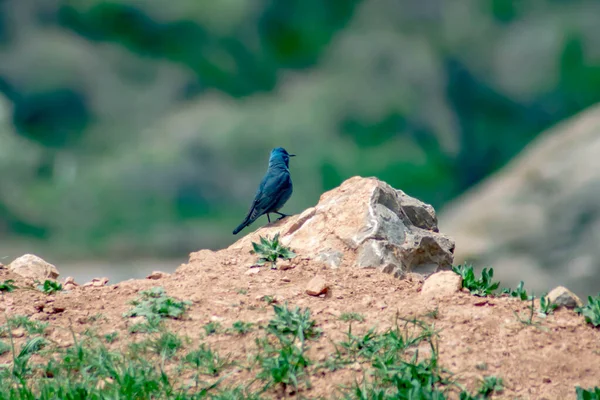 青い鳥が地面にいる モンティコラ ソリタリウスはとても美しい鳥です — ストック写真