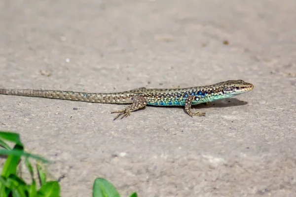 Lagarto Piedra Darevskia Raddei Reptil Con Colores Únicos Sienta Una —  Fotos de Stock