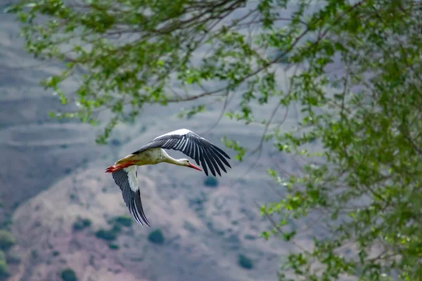 Flight White Stork Stork Flying Wild Nature Wingspan Stockfoto