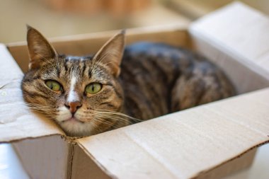 Kutudaki kedi. Güzel kedi bir kutuda yatıyor.