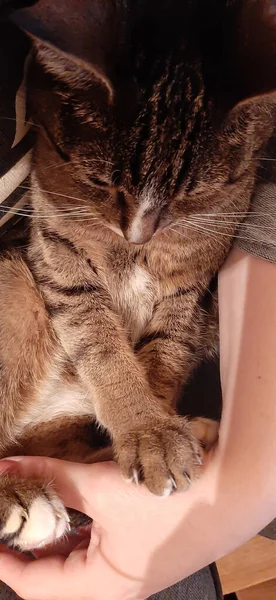 Cara Gato Extraña Hermoso Gato Mira — Foto de Stock
