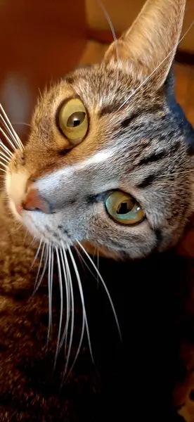 Weird Cat Face Beautiful Cat Looks — Stock fotografie