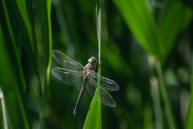Yeşil çimlerde yusufçuk. Yusufçuk ve bambu