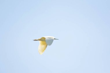Gökyüzünde Mısır balıkçıl kuşu. Beyaz Mısır balıkçılları gökyüzünde uçuyor. Büyük kanatlı güzel kuşlar.