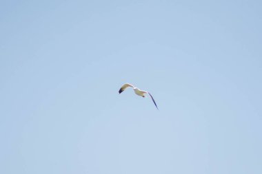 Gökyüzünde beyaz martı. Beyaz martı gökyüzünde uçuyor. Güzel kuşlar