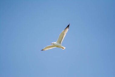 Gökyüzünde beyaz martı. Beyaz martı gökyüzünde uçuyor. Güzel kuşlar