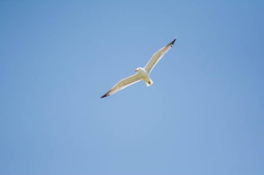 Gökyüzünde beyaz martı. Beyaz martı gökyüzünde uçuyor. Güzel kuşlar