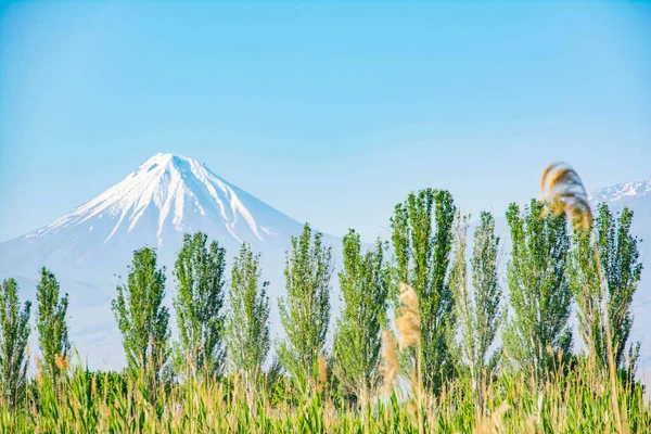 Une Belle Montagne Avec Sommet Blanc Herbe Verte Arbres Sur — Photo