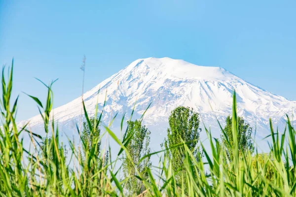 Una Hermosa Montaña Con Una Cima Blanca Hierba Verde Árboles —  Fotos de Stock