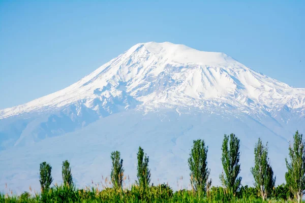 Beyaz tepeli güzel bir dağ. Ararat Dağı 'nın arka planında yeşil çimenler ve ağaçlar