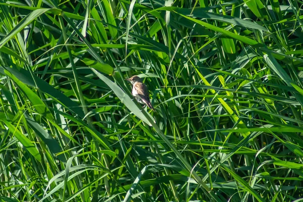 Sylviidae Senta Bambu Pequeno Pássaro Warblers — Fotografia de Stock