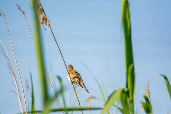 Sylviidae Sitzt Auf Bambus Kleine Vogelsänger — Stockfoto
