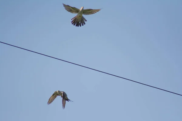 Guguk Kuşu Bir Telin Üzerinde Oturuyor Güzel Guguk Kuşu Vahşi — Stok fotoğraf