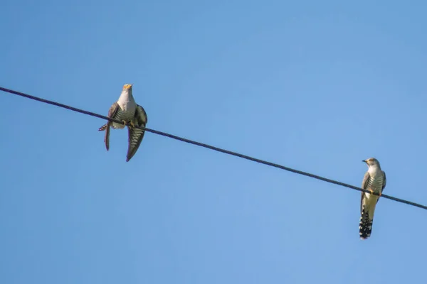 Guguk Kuşu Bir Telin Üzerinde Oturuyor Güzel Guguk Kuşu Vahşi — Stok fotoğraf