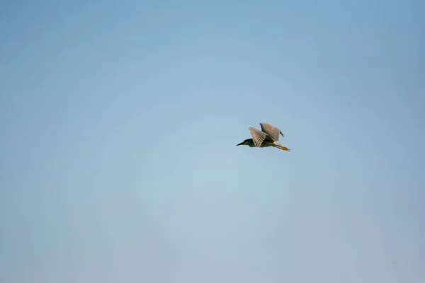 Black Crowned Night Heron Sky Black Crowned Night Heron Flies — Stock Photo, Image