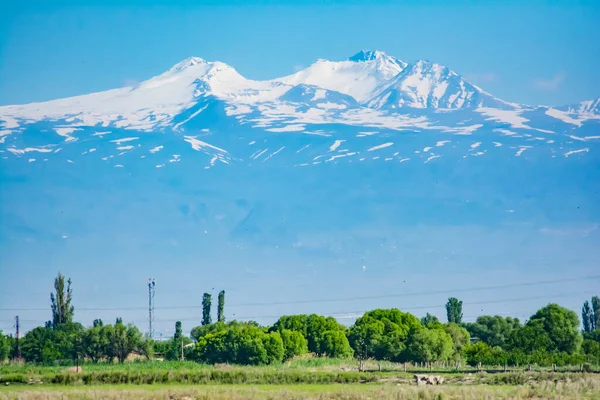 Beautiful Mountain White Top Green Grass Trees Background Mount Aragats — Stock Photo, Image