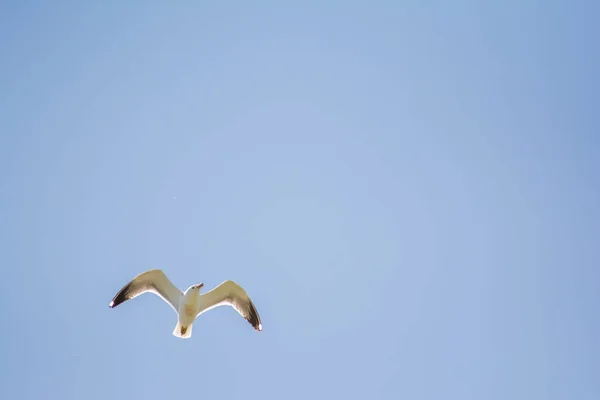 Gaviota Blanca Cielo Gaviota Blanca Vuela Cielo Hermosas Aves —  Fotos de Stock