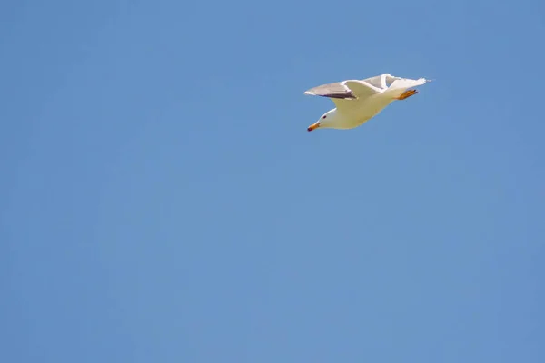 Biała Mewa Niebie Biała Mewa Lata Niebie Piękne Ptaki — Zdjęcie stockowe
