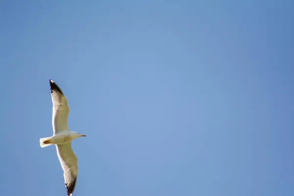 Gaivota Branca Céu Gaivota Branca Voa Céu Lindos Pássaros — Fotografia de Stock