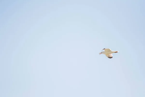 Gaivota Branca Céu Gaivota Branca Voa Céu Lindos Pássaros — Fotografia de Stock