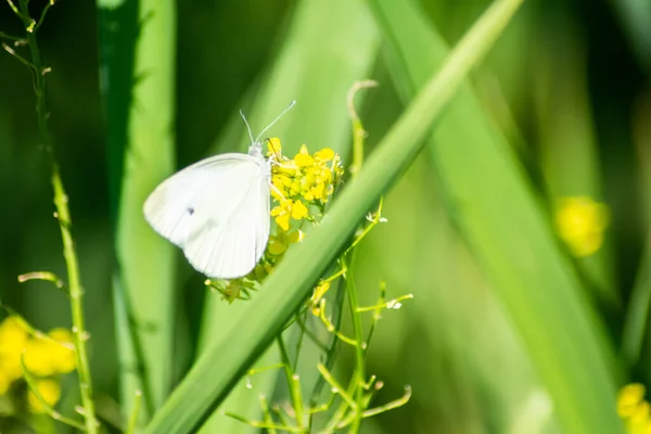 Mariposa Blanca Sobre Una Flor Amarilla Hierba Verde Mariposa Amarilla — Foto de Stock