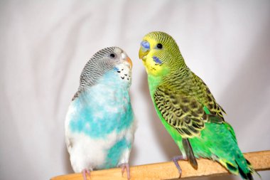 İki papağan. Yeşil ve mavi papağanlar