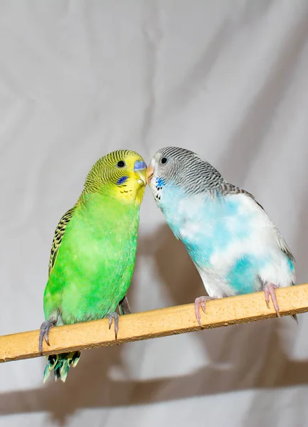 Beija Papagaios Dois Papagaios Papagaios Verdes Azuis — Fotografia de Stock