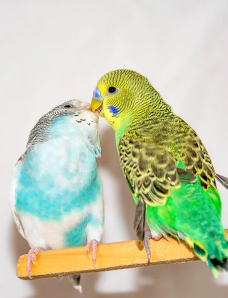Beija Papagaios Dois Papagaios Papagaios Verdes Azuis — Fotografia de Stock