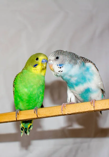 Dois Papagaios Papagaios Verdes Azuis — Fotografia de Stock