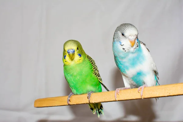 Two parrots. Green and blue parrots